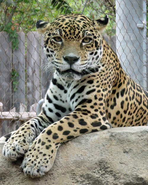 jaguar  animal  zoo