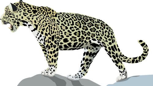 jaguar animal cat