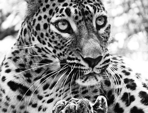 jaguar cat beast