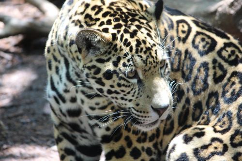 jaguar cat animal
