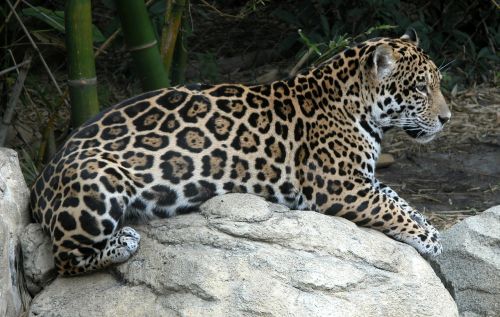 jaguar spots jungle
