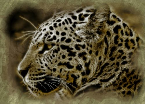 jaguar wild cat animal