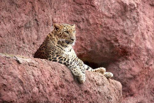 jaguar cat zoo
