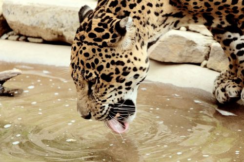 Jaguar Drinking