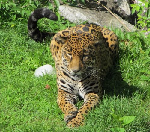 Jaguar In The Grass
