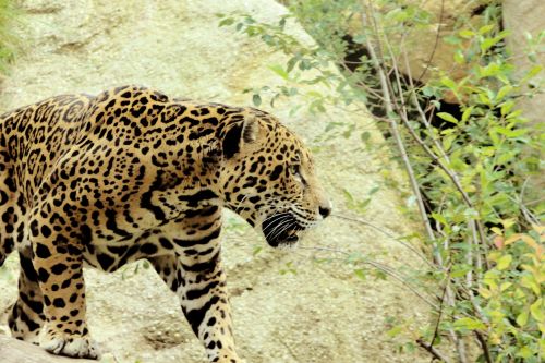 Jaguar Walking