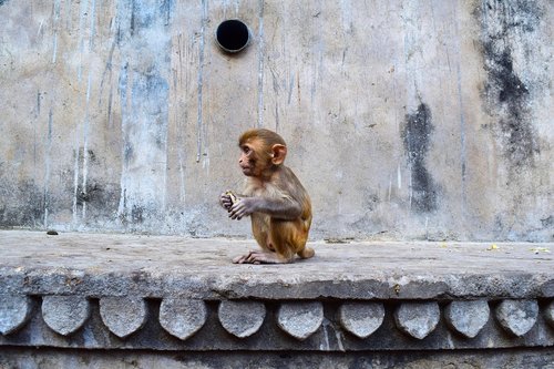 jaipur  india  monkey