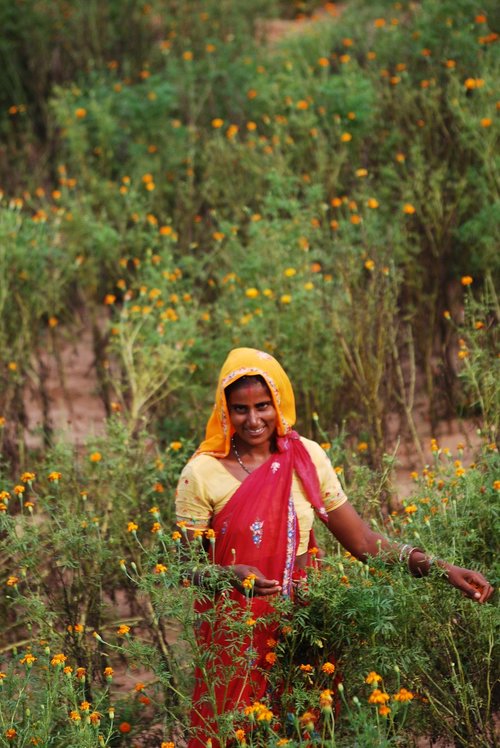 jaipur  village scene  flowers