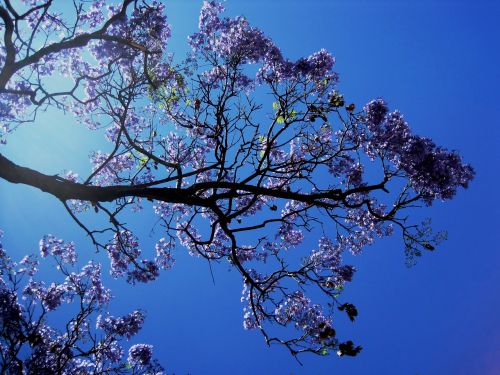 jakaranda tree flower