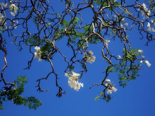jakaranda tree flowers