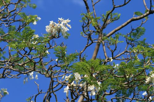 jakaranda tree flowers