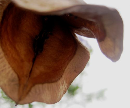Jacaranda Seed Pod