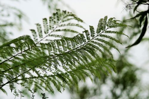 Jakaranda Tree Leaves