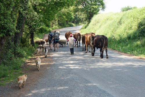 jakobsweg camino spain