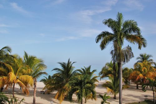 jamaica palm trees beach