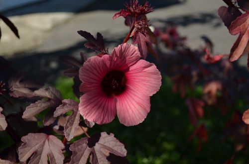 jamaica flower plant