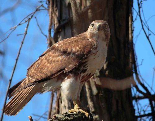 jamaicensis buteo bird