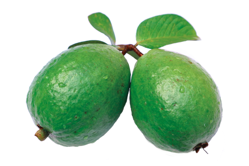 jambu guava leaf
