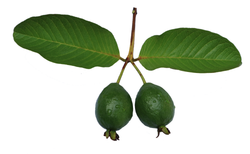 jambu biji guava leaf