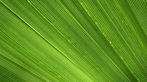 james palm leaf