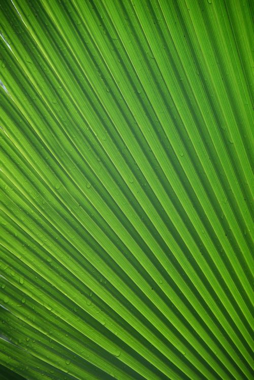 james leaf tropical