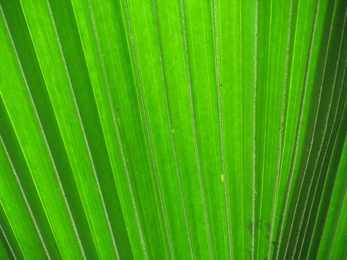 james leaf palm fronds