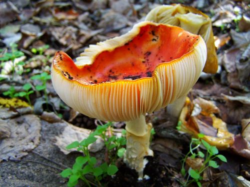 james g mushrooms red mushroom nature