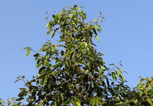 jamun tree syzigium cumini