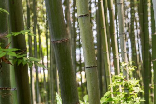japan arashiyama bamboo forest