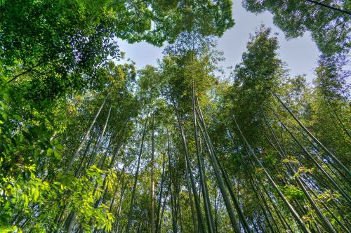 japan arashiyama bamboo forest