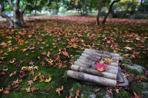 japan maple leaves autumn