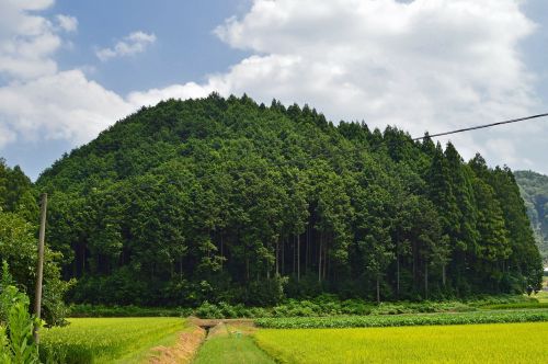 japan forest trees