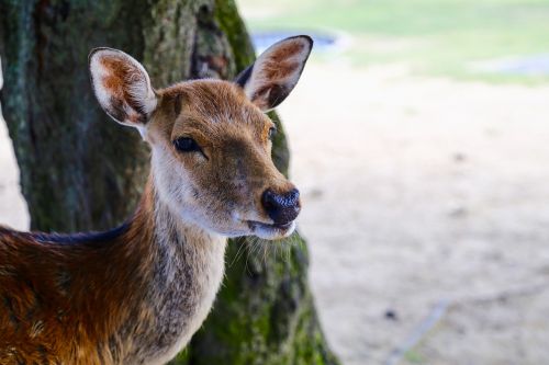 japan nara deer