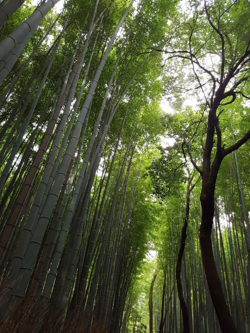 japan vs grove japanese bamboo forest