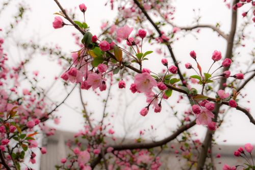 japan cherry blossoms pink