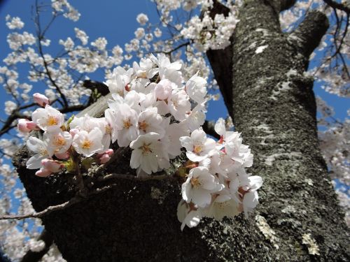 japan cherry spring
