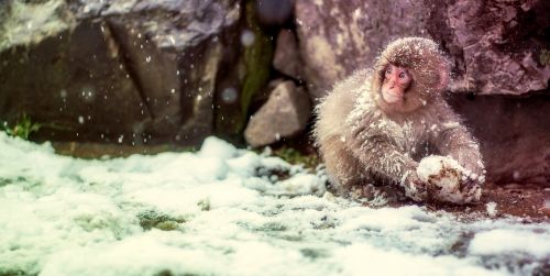 japan monkey snow