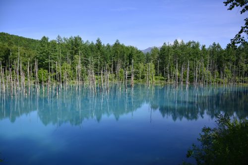 japan water tree