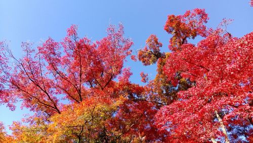 japan maple leaf tree