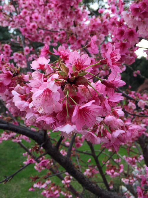 japan sakura flower