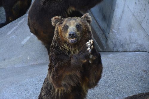 japan bear animal