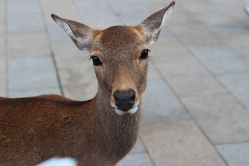 japan nara small deer