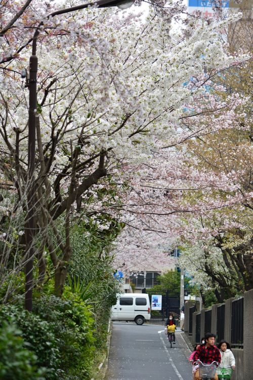 japan cherry blossom full open