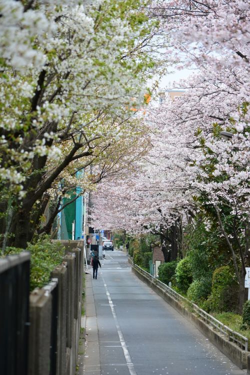 japan cherry blossom full open