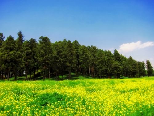 japan landscape scenic