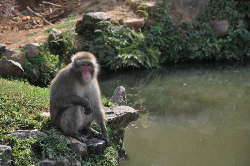 japan animal monkey