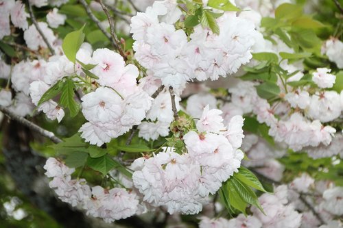 japan  water  flower