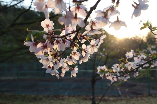 japan  cherry blossom  sunrise