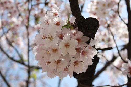 japan  tokyo  cherry blossoms