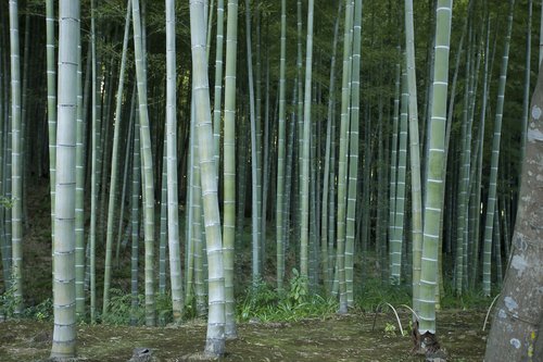 japan  trees  bamboo